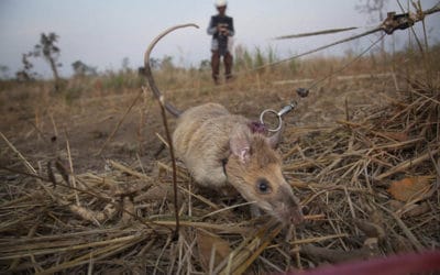 APOPO Hero Rats! – And the Work they do in Cambodia