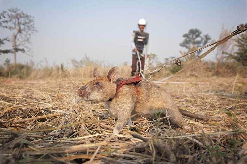IMG_4004 rat working portrait 3